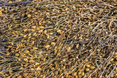 Bladder wrack (Fucus vesiculosus) at low tide, West fjords, North urland vestra, Iceland, Europe clipart