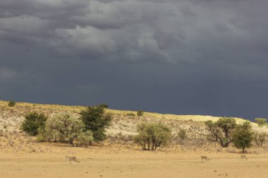 Cheetahs (Acinonyx jubatus), female walking in front of her two subadult male cubs, in the dry and barren Auob riverbed, behind a thunderstorm, Kalahari Desert, Kgalagadi Transfrontier Park, South Africa, Africa clipart