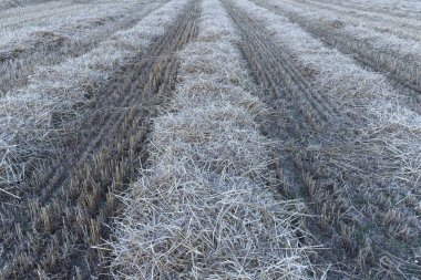 Straw on a threshed cornfield, Bavaria, Germany, Europe clipart