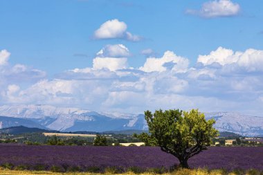 Lavender field and sunflower field, Plateau de Valensole, Valensole, Provence, Haute-Provence, Southern France, France, Europe clipart