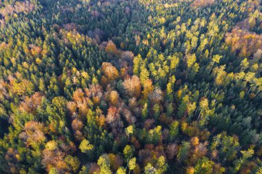 Drone shot, autumn colouring, mixed forest, Baden-Wrttemberg, Germany, Europe  clipart