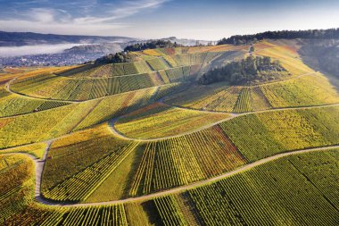 Drone shot, vineyards in autumn, near Strmpfelbach, Remstal, Baden-Wrttemberg, Germany, Europe  clipart