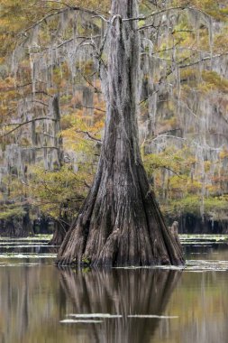 Bald cypress (Taxodium distichum) with Spanish moss (Tillandsia usneoides) in autumn, Atchafalaya Basin, Louisiana, USA, North America clipart