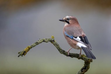 Eurasian jay (Garrulus glandarius) sits on a branch, Middle Elbe Biosphere Reserve, Saxony-Anhalt, Germany, Europe clipart