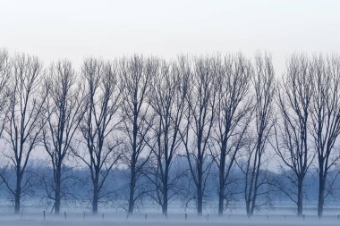 Row of trees in fog, bare trees, Lower Rhine, North Rhine-Westphalia, Germany, Europe clipart