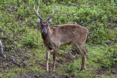 Javan rusa (Cervus timorensis), male, Mount Hagen, Western Highlands Province, Papua New Guinea, Oceania clipart