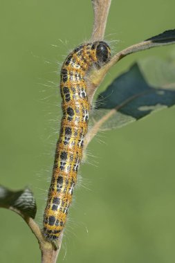 Buff-tip (Phalera bucephala), caterpillar, Burgenland, Austria, Europe clipart