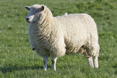 Domestic sheep (Ovis gmelini aries) on the pasture, Westerhever, Schleswig-Holstein, Germany, Europe clipart