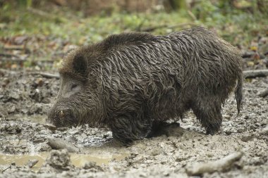 Wild boar (Sus scrofa), tusker in the wallow, Allgu, Bavaria, Germany, Europe  clipart