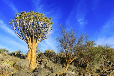 Quiver tree or kokerboom (Aloe dichotoma), Quiver Tree Forest or Kokerboom Woud, Naukluft Mountains, Namibia, Africa clipart