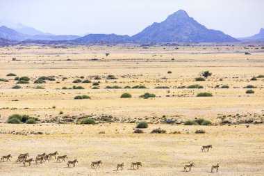 Aerial view, Hartmann's mountain zebras (Equus zebra hartmannae), herd travels through dry steppe, Tinkas Plains, Namib-Naukluft National Park, Erongo region, Namibia, Africa clipart