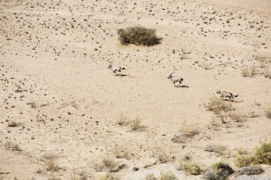 Aerial view, fleeing Gemsboks (Oryx gazella) in Tsondab Dry River, Namib-Naukluft National Park, Namibia, Africa clipart