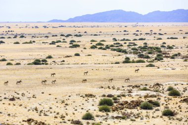 Aerial view, Hartmann's mountain zebras (Equus zebra hartmannae), herd travels through dry steppe, Tinkas Plains, Namib-Naukluft National Park, Erongo region, Namibia, Africa clipart