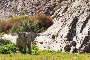 Elephant bull in the Hoarusib River, Damaraland, Kunene Region, Namibia, Africa clipart