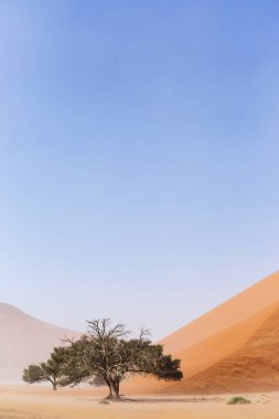 Camelthorn tree (Acacia erioloba) in front of Sand Dune, Dune 45, Sossusvlei, Namib-Naukluft National Park, Namibia, Africa clipart