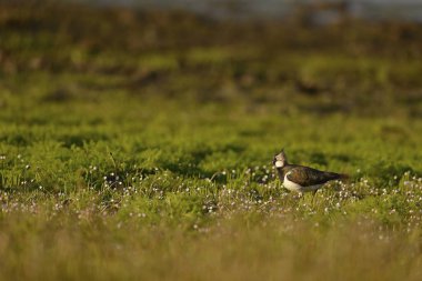 Northern lapwing (Vanellus vanellus), Lower Rhine, North Rhine-Westphalia, Germany, Europe clipart