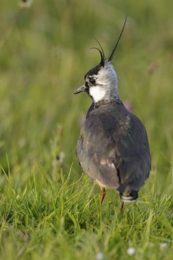 Northern lapwing (Vanellus vanellus), Lower Rhine, North Rhine-Westphalia, Germany, Europe clipart