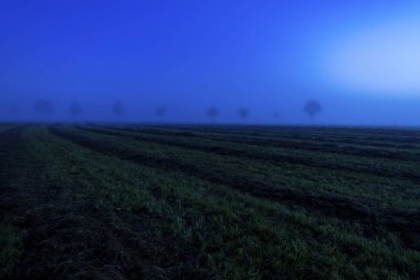 Row of trees in the fog at blue hour, Fssen, Swabia, Bavaria, Germany, Europe  clipart