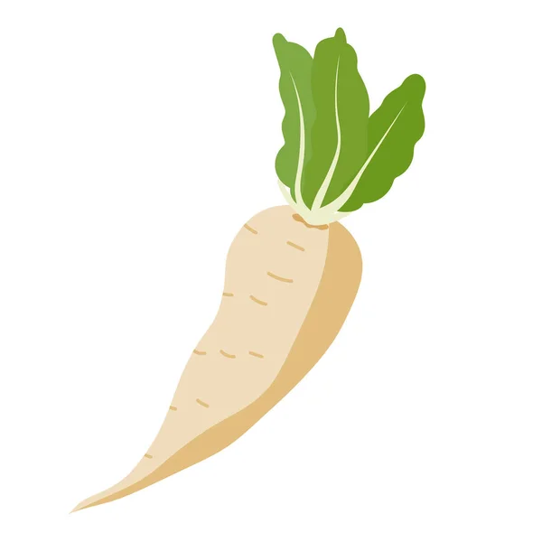 ターニプベクターイラスト 白い背景に隔離された白い大根野菜 — ストックベクタ