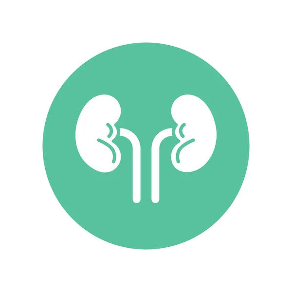 Kidneys Icon Vector Illustration Design Circle Shape Flat Icon Design — Stock Vector