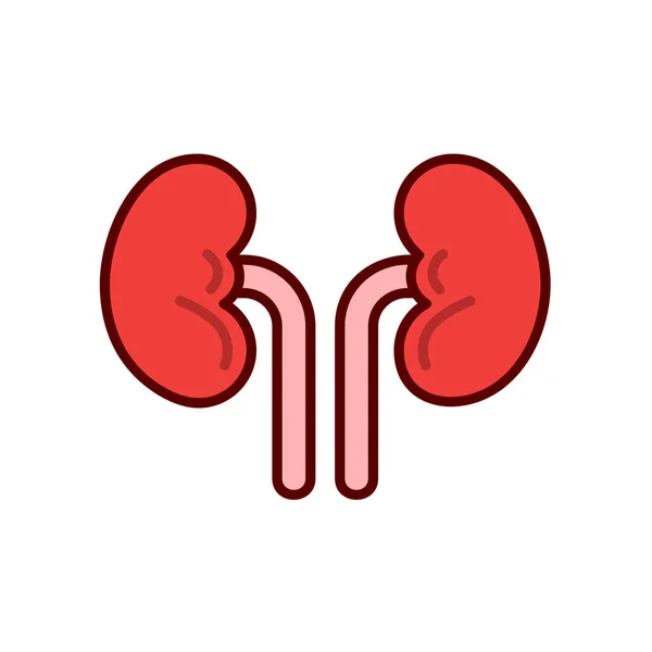 Human Kidneys Vector Icon Design Template Elements Kidney Organ Image — Stock Vector