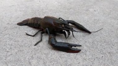 Yerde ıstakoz karidesi, zum yap.