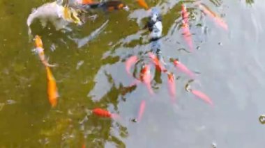 Koi ve kuyrukluyıldız kuyruklu balığı gölette yüzüyordu.