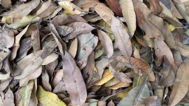 地面に乾燥した葉の山 乾燥した葉が落ちる 秋の葉 — ストック動画
