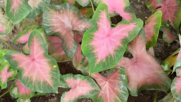 Pink Leaf Caladium Regnbåge Abstrakta Caladium Växter — Stockvideo