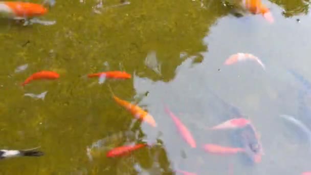 海鱼在池塘里游动 尽收眼底 — 图库视频影像