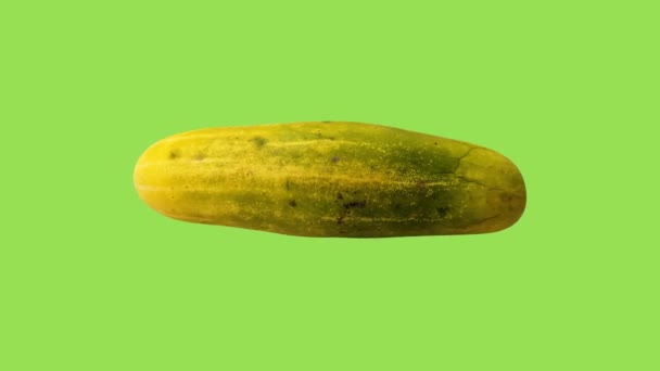 Gurkenobst Oder Gemüse Timun Oder Ketimun Mentimun Isoliert Auf Grünem — Stockvideo