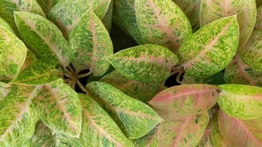 Aglaonema büyük Roy, aglonema bitkisi en iyi görüntü, güzel Çin her zaman yeşil