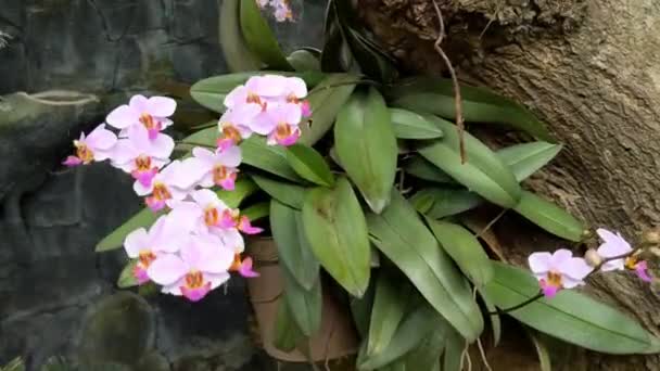 花盆上挂着美丽的兰花或菊花 — 图库视频影像