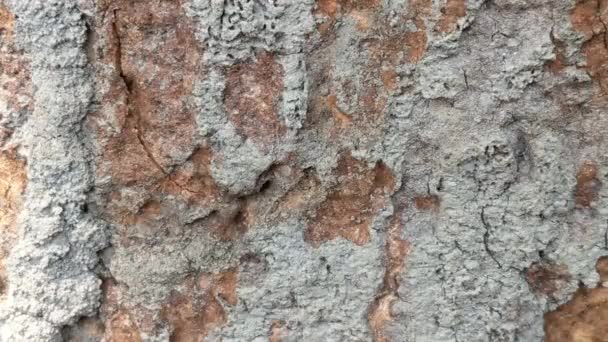 Μυρμήγκια Ζώων Πόδια Στο Φλοιό Των Δέντρων Φύση Έννοια Βίντεο — Αρχείο Βίντεο