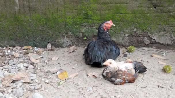 鶏と小さな鶏が地面に座っている — ストック動画