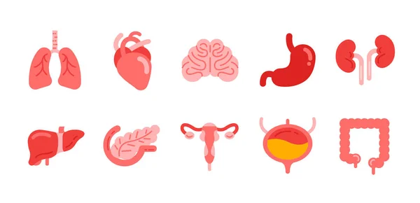 Внутренний Орган Человека Плоская Икона Легкие Сердце Мозг Желудок Почки — стоковый вектор