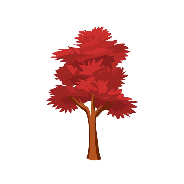 红枫树平面矢量图解 针叶树或朱砂枫树 软枫树或蜂群红枫树 — 图库矢量图片