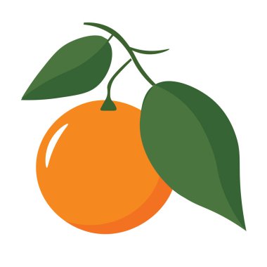 Yapraklı mandalina meyvesi, beyaz arka planda taze portakal meyvesi, vektör illüstrasyonu