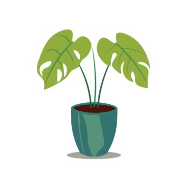 Düz dizayn tarzında bir çömlekte canavar bitkisi, tropikal ev bitkisi çizimi