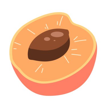 Beyaz arka planda izole edilmiş yarım dilim kayısı meyve vektörü çizimi