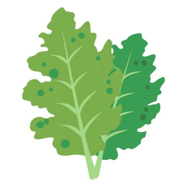 Kale sebze çizimi, sağlıklı yeşil yapraklı sebzeler, karikatür lahana yaprağı düz ikonu. 