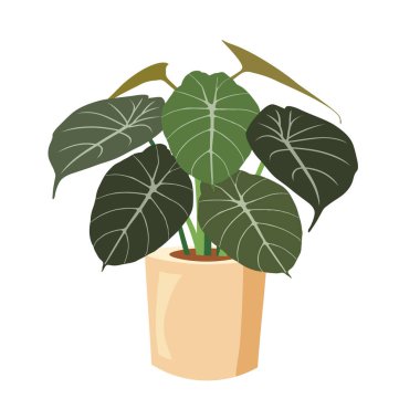 Alocasia siyah kadife bitki vektör sanatı, saksı illüstrasyonunda alocasia bitkisi, ev bitkisi klipsi sanat görüntüsü