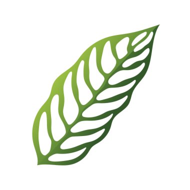 Monstera esqueleto yaprak vektör illüstrasyonu, tropikal yeşil bitki beyaz arka planda izole