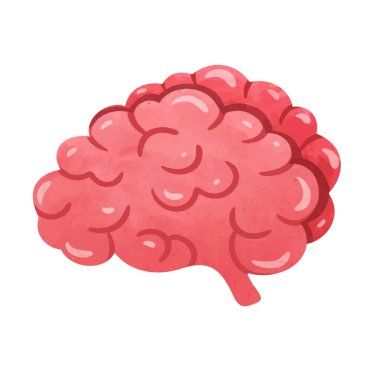 İnsan beyin organı çizimi, el çizimi suluboya resim tarzı, pembe kırmızı beyin klipsi sanatı, beyin iç organ görüntüsü, beyaz arka planda izole edilmiş.