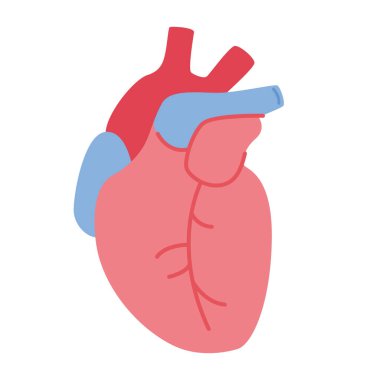 İnsan kalbi organ vektör görüntüsü, düz ikon tasarımı illüstrasyon, insan kalp klipsi sanatı, klipsli sanat kalpleri, kardiyoloji kliniği için tasarım unsurları