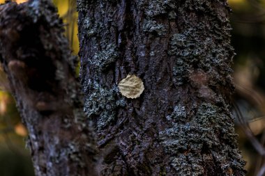 Kamen del paek, Vitosha, Bulgaristan 'a giden yolda