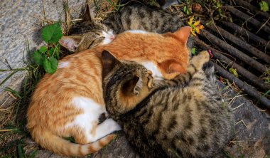 Aziz George Zograf Manastırı ya da Yunanistan 'daki Zograf Manastırı. Dokuzuncu veya onuncu yüzyılın sonlarında Ohri 'li üç Bulgar tarafından kurulmuştur..