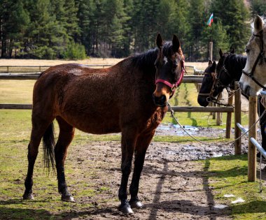 Bulgaristan 'ın Plana dağında at binme