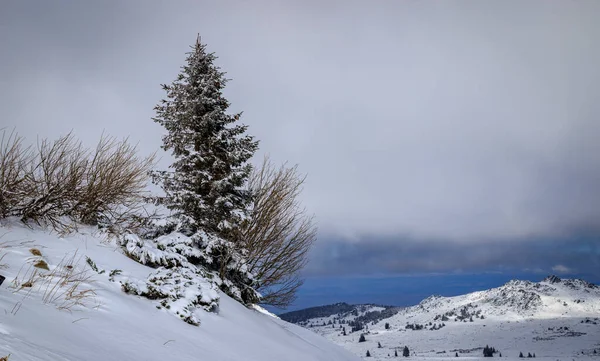 Zimowa Wędrówka Górach Vitosha — Zdjęcie stockowe