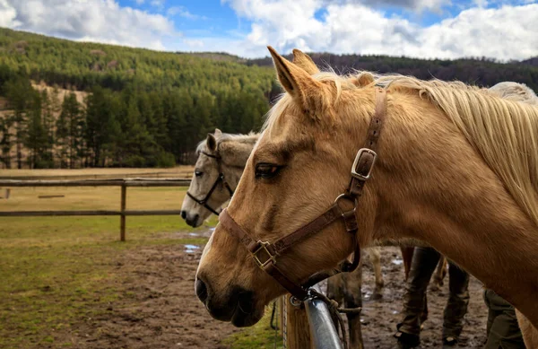 Passeios Cavalo Montanha Plana Bulgária — Fotografia de Stock
